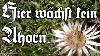 Hier wächst kein Ahorn [upl. by Ilsa]