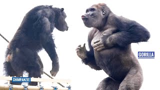 Gorilla Shows Off His Strength To Chimpanzees  The Shabani Group [upl. by Teece]