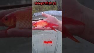 Welony i ryby do oczka wodnego i stawu ryby fishing carp fish [upl. by Enrica753]