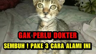 KUCING PILEK DAN BERSIN GAK SEMBUHSEMBUH  SOLUSI NYA PAKE 3 CARA INI AJA [upl. by Leahkim]