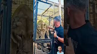 Unload lion animals zoo tiger wildlife cat fun landscapeviews fish travel [upl. by Xuaeb]