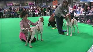 Bracco Italiano Crufts 2020 [upl. by Rochus502]