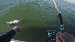 Striped Bass Fall Fishing Frenzy 102124 Jones Inlet New York [upl. by Blus]