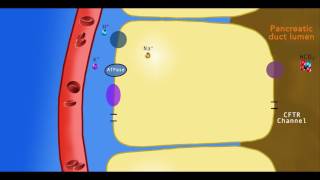 Bicarbonate secretion in the pancreatic duct cells [upl. by Eneiluj]