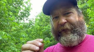 VLOG Look what sprouted in the FOOD FOREST and a air layer check [upl. by Aihtnys]