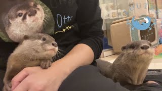 Baby Otter Learns of Dads Strength and Tenderness [upl. by Rehpinnej]