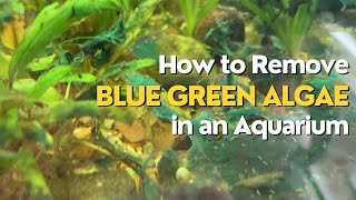 How To Remove Blue Green Algae In Aquarium [upl. by Lodovico]