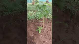 Our butter fruit plant nature houseplants organicfarming permaculturefarming [upl. by Raymonds]