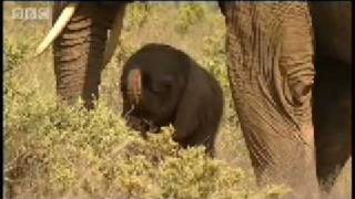 One day old baby elephant  BBC Animals [upl. by Anaeirb]