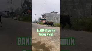 BANTENG NGAMUK Serang Warga bantengan funnyshorts shosrts viralvlog video fyp funnyvideo fyp [upl. by Chiquia36]