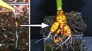 Carrot Growing Time Lapse  Seed to Harvest 80 Days [upl. by Balfour609]