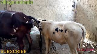 My New Bull Small Bull With Big Cow Must Watch  Village animals [upl. by Darline]