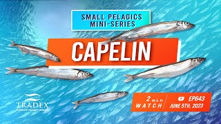 3MMI  Capelin NutrientRich Quotas Slashed Rock Steady Pricing [upl. by Nonie]