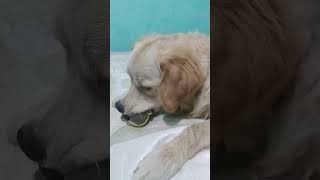 golden retriever dog bol ke do hisse kar diye 😀 Leo na please subscrib kar lena ji [upl. by Houghton]