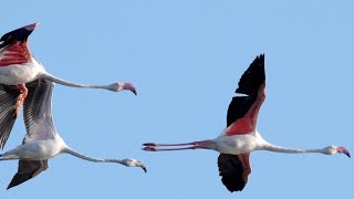 Fenicotteri in volo  Flamingos in flight Phoenicopterus roseus [upl. by Kaufmann732]