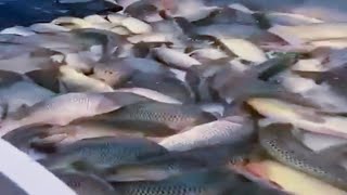 Fisherman skill throwing Catching hand fishing videos [upl. by Anitram942]