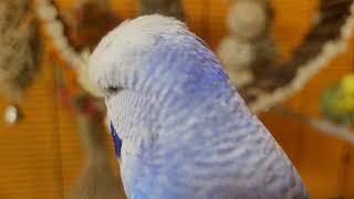 budgie parakeet sounds for lonely birds to make them happy [upl. by Einaffit798]