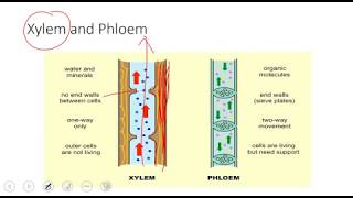 collenchyma  sclerenchyma and parenchyma cells stem structure Xylem and Phloem AS biology [upl. by Jason]