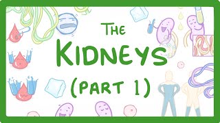 Biology  How the Kidneys Work  Kidneys Part 13 27 [upl. by Suoirred466]