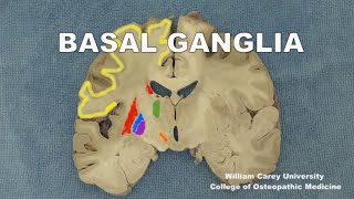 Basal ganglia Striatumpallidum subthalamic nucleus substantia nigraneuroanatomy basal ganglia [upl. by Eneloc]