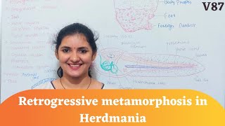 Retrogressive metamorphosis of ascidian tadpole larva  Retrogressive metamorphosis  Metamorphosis [upl. by Tratner]