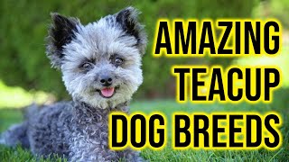 Top 10 Amazing Teacup Dog Breeds To Own Amazing Dogs [upl. by Issie]