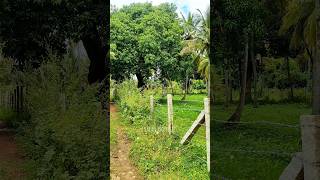 38  33 Gunte Farm Land Sale in Channapatna Ramanagara Near Bengaluru Charan 7338474634 [upl. by Essirehc]