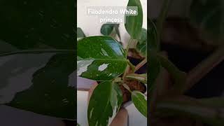 Filodendro White princess plantas plants filodendro plantasdecoleccion [upl. by Marigold]