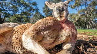 Buff Kangaroo Gets Girls by Flexing Muscles [upl. by Dunkin]