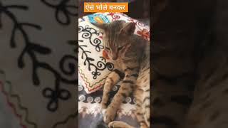 मासी🐈🐈sumila Mahesh Rawat [upl. by Eytak]