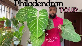 The Philodendron tour that will leave you shooketh [upl. by Dnarb]