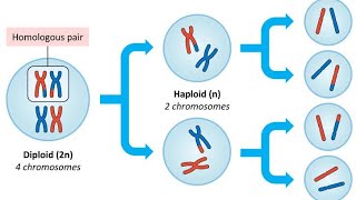 lecture 3 Meiosis Prophase 1 [upl. by Mychal433]