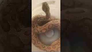 Russell viper snake🐍 ytshorts viralvideo [upl. by Nothgiel]