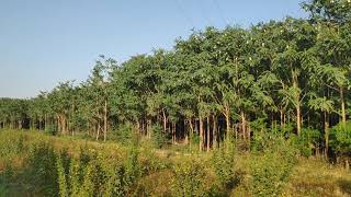 Sesbania grandiflora sevri manjhandri سيوري منجھاندڙي [upl. by Annahsor]