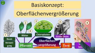 Oberflächenvergrößerung [upl. by Sutelc]