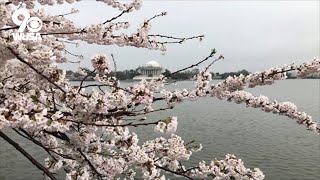 Cherry Blossom Festival Shillong 2023  Sakura🌸  Meghalaya  Northeast 🇮🇳 [upl. by Cheston793]