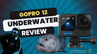 GoPro Hero 12 Underwater Review  Worth the Upgrade [upl. by Eillen137]