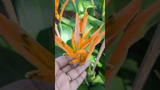 Beautiful heliconia flower gardening different plant heliconia 😍 [upl. by Nirtiac795]