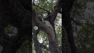 Basile female making tree climbing look easy [upl. by Nomelc]