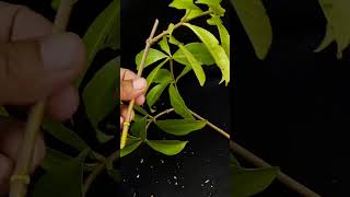 How to Grow Allamanda flowers plant from cutting  Allamanda flowers plant careShorts [upl. by Erasmus]