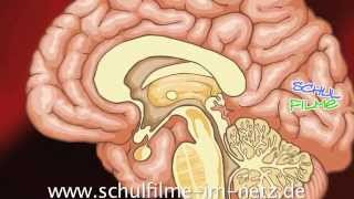 Gehirn  Schulfilm Biologie [upl. by Huebner]