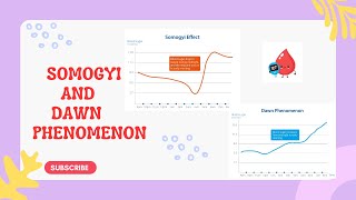 Somogyi Effect Dawn PhenomenonDiabetes [upl. by Trebron387]