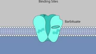 Allosteric Modulation of GABAA Receptor Channels by Steroids [upl. by Riki]