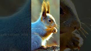 WORLD OF ANIMALS PART 3 animals wildanimals wildlife [upl. by Dylana]