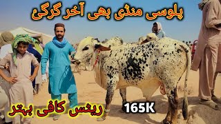 Palosi Mandi Peshawar Better Rates Today Maweshi Mandi Pakistan Cow Mandi 2024 bakra eid [upl. by Blumenthal]