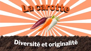 Carottes  diversité et originalité [upl. by Kathie]