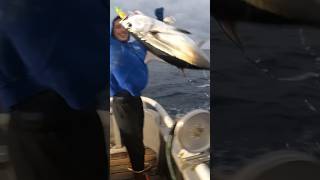 Albacore Tuna FISHING Breakfast Dishes Bite yakventures tuna tunafishing [upl. by Katey33]