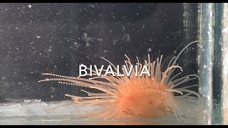 Bivalvia [upl. by Nimajeb]