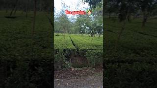 Tea garden 🏡 bollywood music bolywoodmusic nature travel tea garden [upl. by Salta]