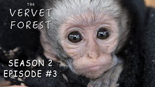 Orphan Baby Vervet Monkeys Play In Disneyland  The Vervet Forest  Season 2 Episode 3 [upl. by Mirelle]